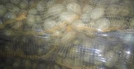 I will sell 420 bags of star caliber from