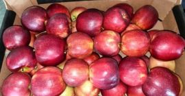 Vendo Jonaprince Jonagored Golden Gala in una scatola di