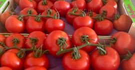 SELL INDUSTRIAL VEGETABLES FRESH TOMATOES RED, PRICE - CENY ROLNICZE, Agro-Market24