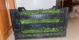 Vanzari de salata verde proaspata pe tot parcursul anului