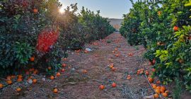 Produse originale din Valencia, angrosisti spanioli originali de Kaki