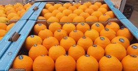 Portocale spaniole de vânzare. Oferta include si alte citrice.