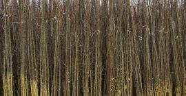 Nuresery from Serbia offer plum seedlings,basic varieties:Stenly,Cacanska Lepotica,Cacanska Rana,Cacanska