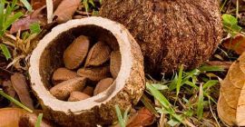 High quality chestnuts directly from Brazil. We will negotiate