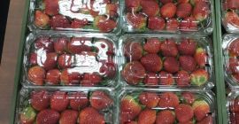 Свежая и замороженная IQF и пластовая упаковка Коробка 10