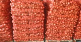 ONION PREMIUM QUALITY --- EXPORT Informazioni su +381653875233Viber, Whatsapp