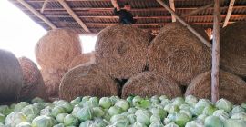 Продам белокочанную капусту для засолки. Хорошие кочаны около 2-3