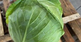 SELL INDUSTRIAL VEGETABLES FRESH CABBAGE, PRICE - AGRICULTURAL EXCHANGE, Agro-Market24