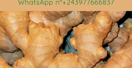 Organischer und hochwertiger Ingwer direkt von den Farmen der