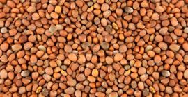 Our company is ready to offer supplies of oilseed