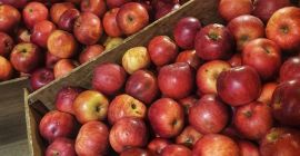 Idared-Äpfel zu verkaufen, ökologisch (zertifiziert). Aus dem Kühlhaus. Ich