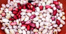 We sell high quality beans. More than 20 varieties