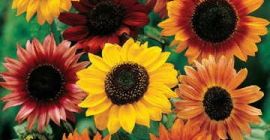 SELL FRESH OIL PLANTS OIL PLANTS SUNFLOWER, PRICE - AGRICULTURAL ADVERTISEMENTS, Agro-Market24