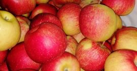 Hello Szedam apple of the Champion variety. Packaging to
