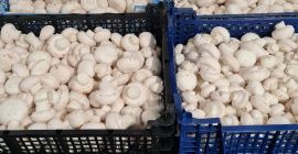 Vand ciuperci de uz industrial, ambalate in cutii de