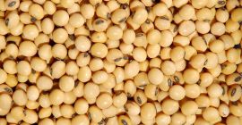Group of companies ExportGrain exports soybeans, origin Kazakhstan, FCA