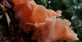Forniamo ed esportiamo funghi di alta qualità in grandi
