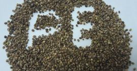 Organic oilseed industrial Hemp seeds available in a big