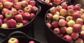 Florina-Äpfel zu verkaufen! Wir haben 5 Tonnen! 2 Lei