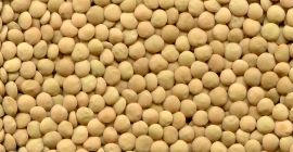 The ExportGrain group of companies exports green lentils, origin