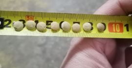 In vendita Lenticchie Verdi, confezionamento in Big Bag o