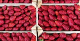 Spanish strawberry, extra class, packages 2kg, 1kg, 500g, 250g.