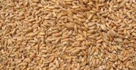 Продајем око 38-40 тона рубинско пекарске пшенице, производња 2021.