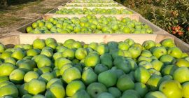 Tutte le mele sono di qualità 1.