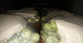 Hello I am selling white cabbage Storidor 1-4 kg