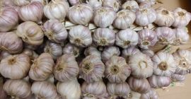 Привет. Продам польский чеснок Harnaś. Чеснок находится в нитях