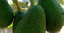 Свежий авокадо из Марокко для получения дополнительной информации вы