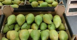 SELL FRESH FRUITS FRESH PEAR, PRICE - AGRICULTURAL EXCHANGE, Agro-Market24