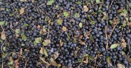 blueberry (blueberry) quickly frozen IQF. Without cleaning (original). Electronic