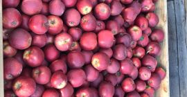 RedJonaprince in vendita nella quantità di camion