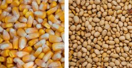We buy corn, soybeans I buy wholesale, small wholesale