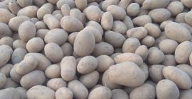 I will sell yellow and red potatoes, Arizona Esmee