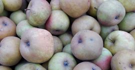 Renet-Apfel zu verkaufen! Ich verkaufe Äpfel der Sorte Renet