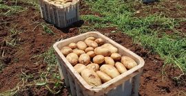 Ich verkaufe Kartoffeln, weiß und rot, verpackt in Säcken