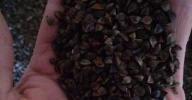 Voi vinde 5 tone de hrișcă convențională uscată, nu