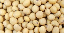 GMO and Non GMO Soy Beans Grade A Origin