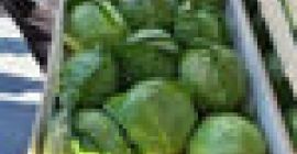 Spring cabbage, extra class, wooden or plastic packaging, 8-10
