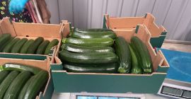 SELL FRESH VEGETABLES FRESH SQUASHES, PRICE - AGRICULTURAL EXCHANGE, Agro-Market24