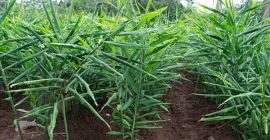 Djoy And Sons Agro Service Eines der größten Agro-Exportunternehmen