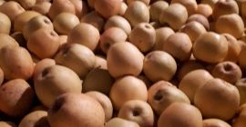 Vendo mele golden con prezzo netto o lucido 1,3