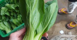 we produce various kinds of vegetables.Like tomatoes,bok choy,broccoli,spring onion,daikon,etc