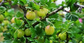 I will buy green and red dessert gooseberries, hand-picked
