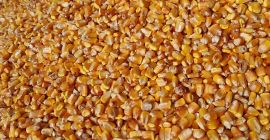 Selling soy 50-60 tons 2.8 lei kg Corn grains