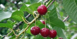 Ще установя сътрудничество с производителите на череши