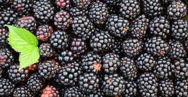 Comprerò more per l&#39;esportazione, pagamento in contanti