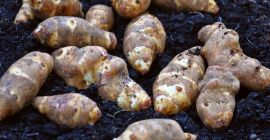 Topinambur- Jerusalem artichoke straight from the field. Ecological, no